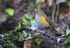 Himalayan Bluetail